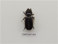 藏品(大黑豔蟲)的圖片